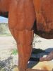PICTURES/Borrega Springs Sculptures - Horses, Sheep & Camel/t_IMG_8816.JPG